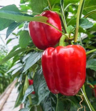 Bell Peppers Growing Stages