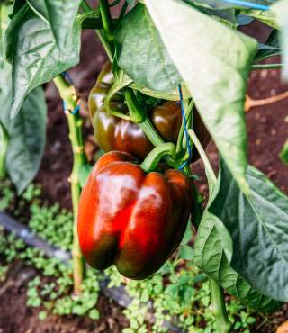 Bell Peppers Growing Stages