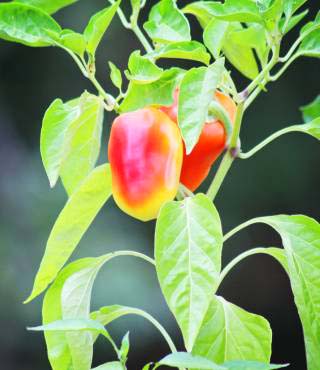 Bell Peppers Growing Stages