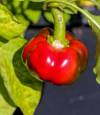 Bell Peppers Growing Stages