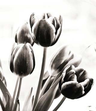 Black And White Plants