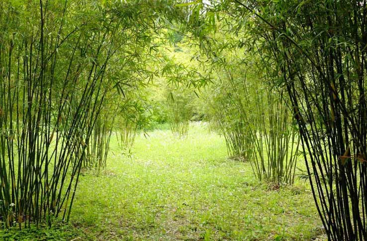 Clump-forming Bamboos