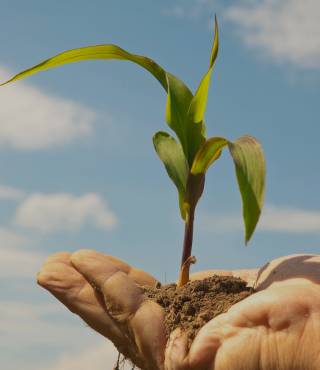 Corn Plant Droopy Leaves