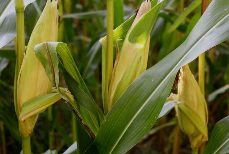 Corn Plant Droopy Leaves