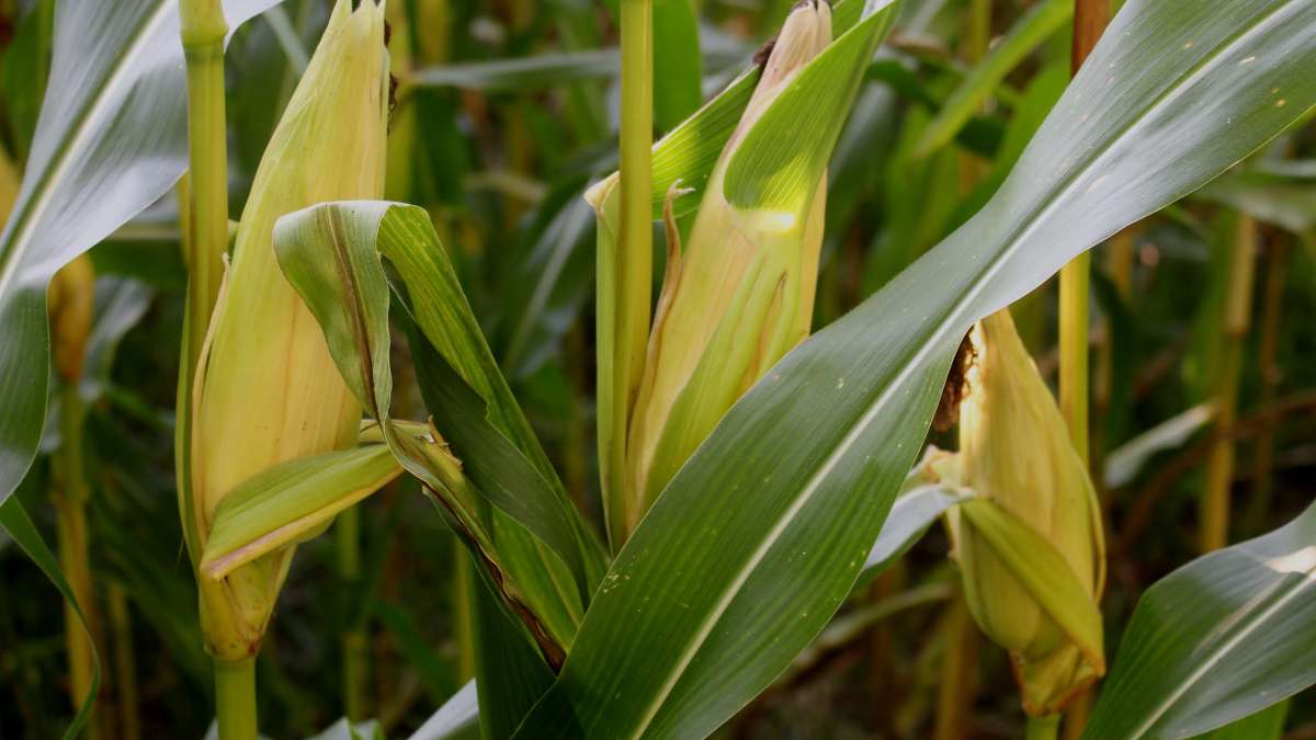 Corn Plant Droopy Leaves