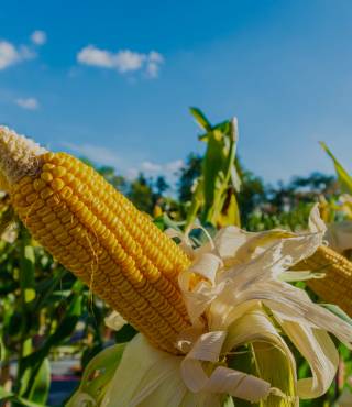 Corn Plant Droopy Leaves