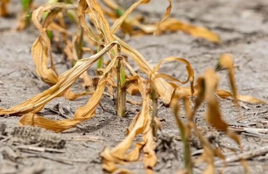 Corn Plant Droopy Leaves