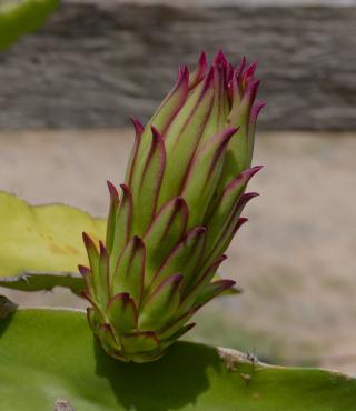 Dragon Tree Plant Care