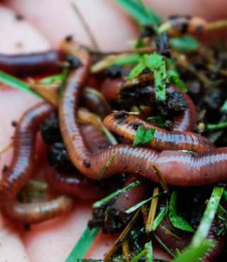 Earthworms