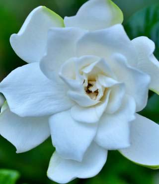 Gardenia