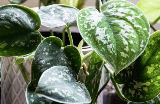 Green And White Plants 