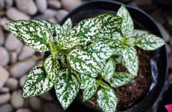 Green And White Plants 