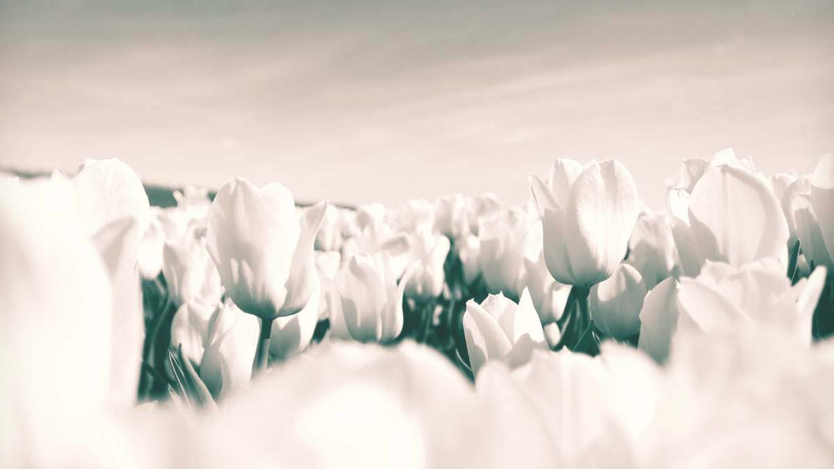 Grey Colour Flowers