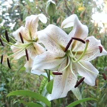 Grey Colour Flowers