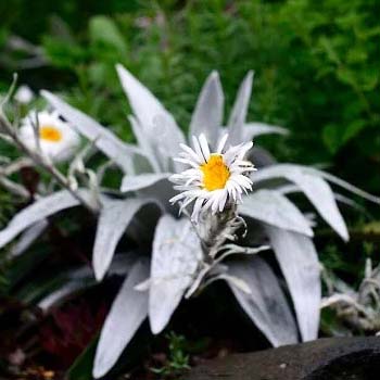 Grey Colour Flowers