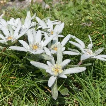 Grey Colour Flowers