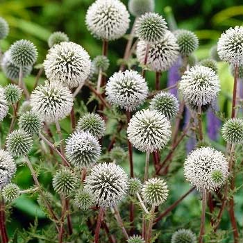 Grey Colour Flowers