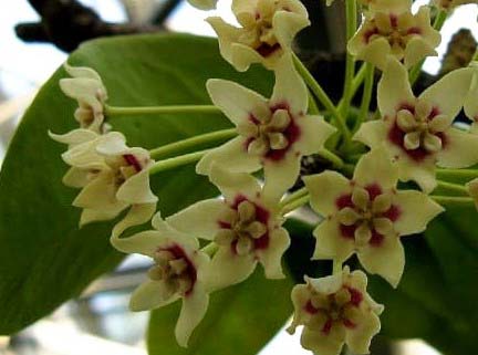 Hoya Australis