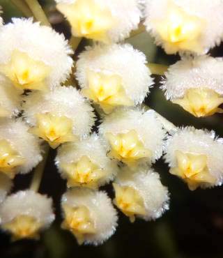 Hoya Lacunosa