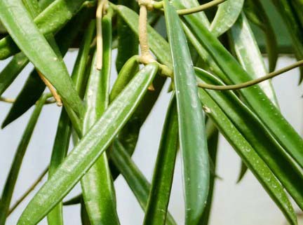 Hoya Shepherdii