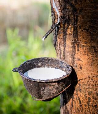 Natural Rubber Plants