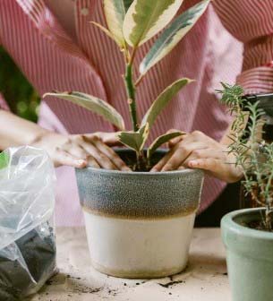 Ornamental Rubber Plants