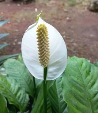 Peace Lily