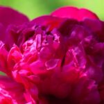 Pink Peonies