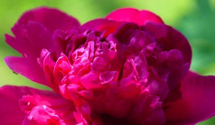 Pink Peonies