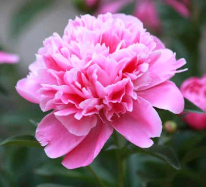 Pink Peonies