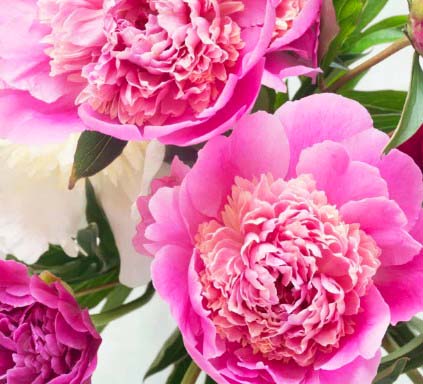 Pink Peonies