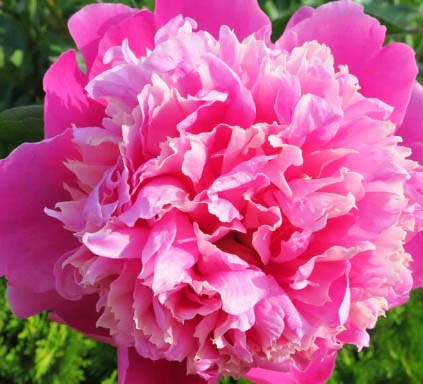 Pink Peonies