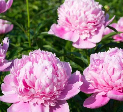 Pink Peonies