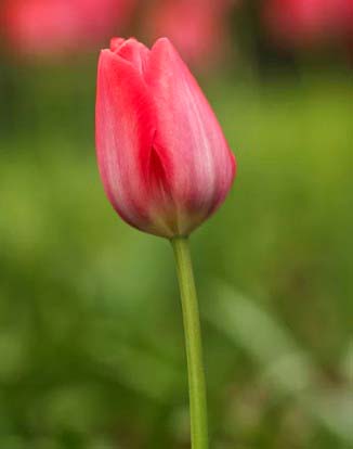 pink tulips