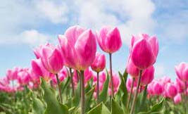 pink tulips