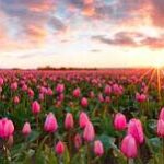 pink tulips