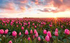 pink tulips