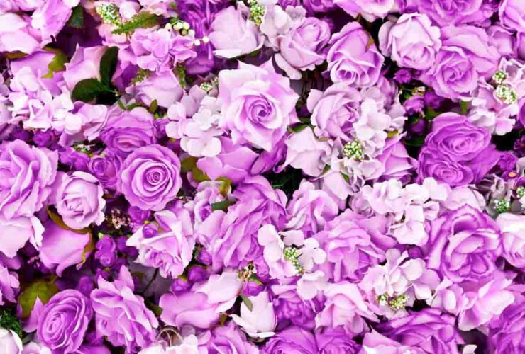 Purple Roses