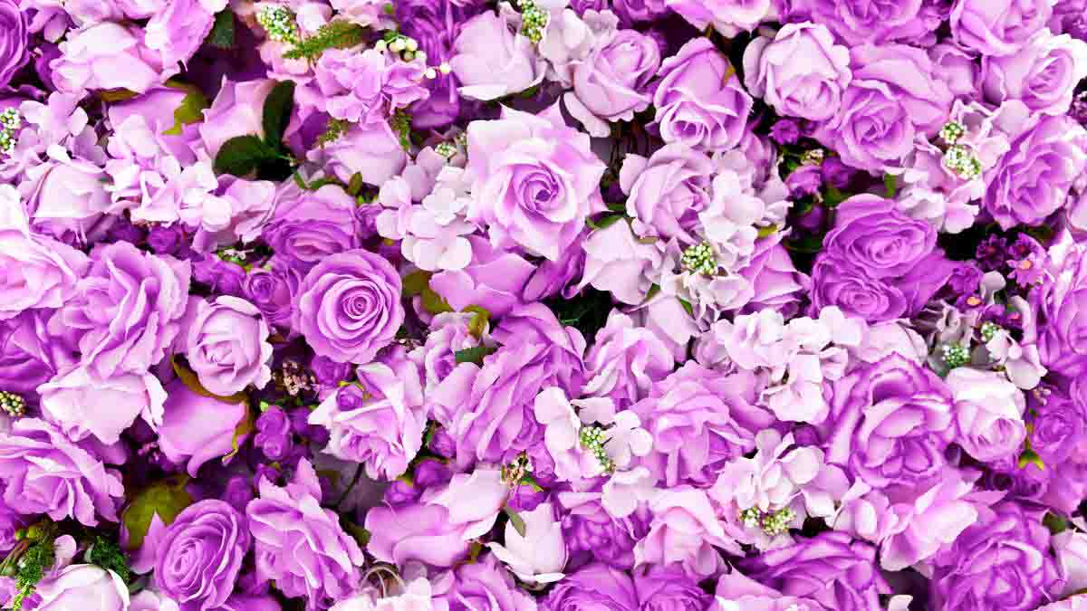 Purple Roses