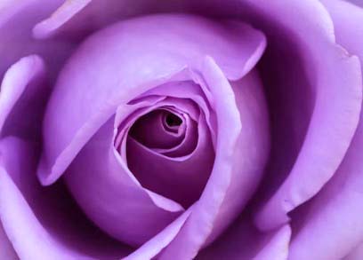 Purple Roses