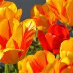 Red And Yellow Flowers