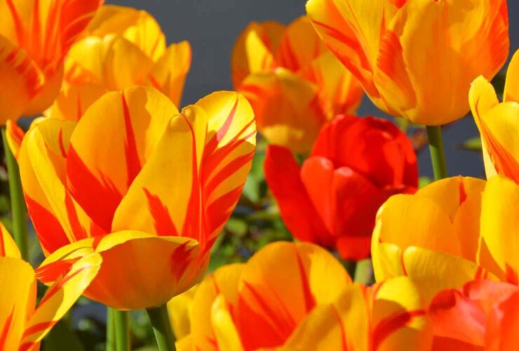 Red And Yellow Flowers