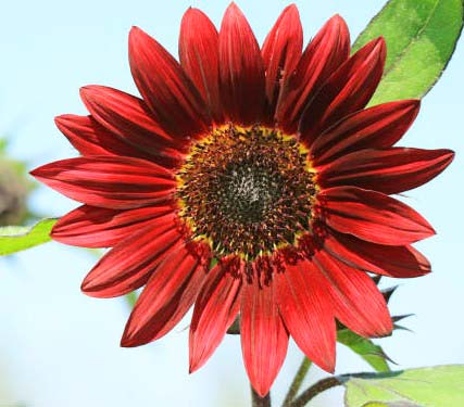 Red Sunflowers