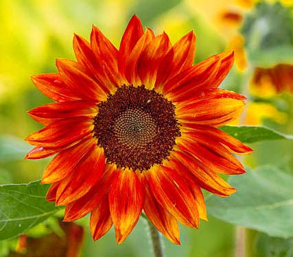 Red Sunflowers