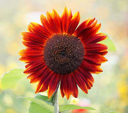 Red Sunflowers