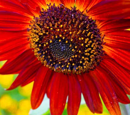 Red Sunflowers