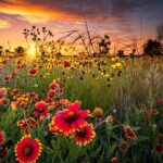 Red Sunflowers