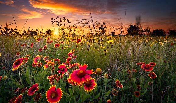 Red Sunflowers