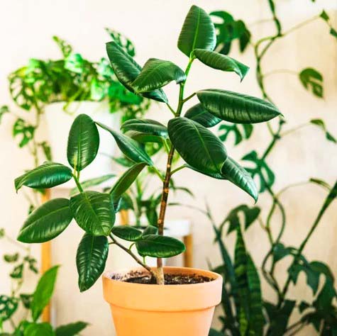 Rubber Plants For Indoor Gardening