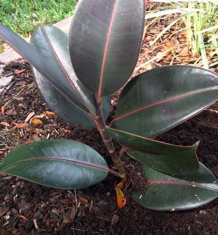 Rubber Plants For Outdoor Landscaping